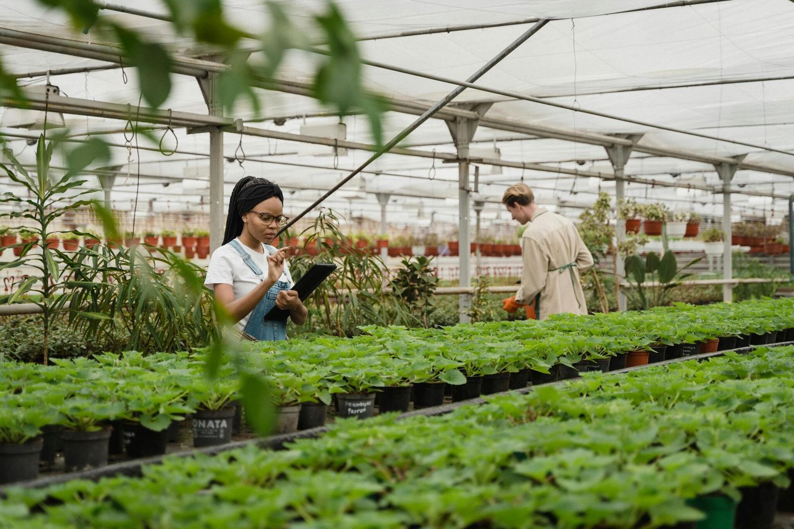 Team tending plants in a greenhouse